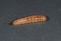 Leucinodes cordalis