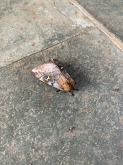 Ormiscodes amphimone