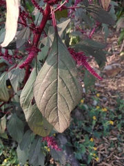 Amaranthus hypochondriacus