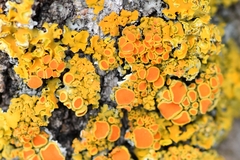 Xanthomendoza montana