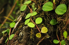 Peperomia quadrangularis
