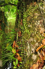 Peperomia quadrangularis