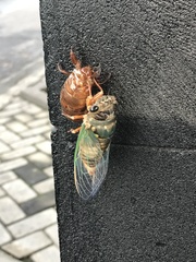 Cicadidae