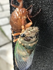 Cicadidae