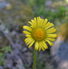 Doronicum plantagineum