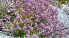 Teucrium marum