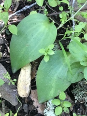 Fritillaria affinis affinis
