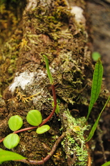 Peperomia quadrangularis