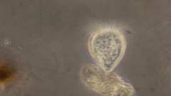 Strobilidium