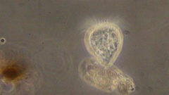 Strobilidium