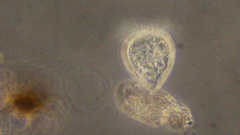Strobilidium