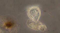 Strobilidium