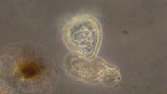 Strobilidium