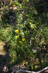 Doronicum plantagineum