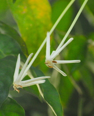 Posoqueria