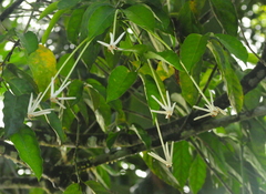 Posoqueria