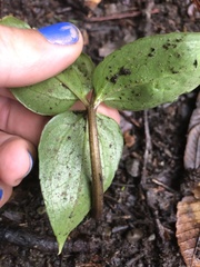 Pseudotrillium rivale