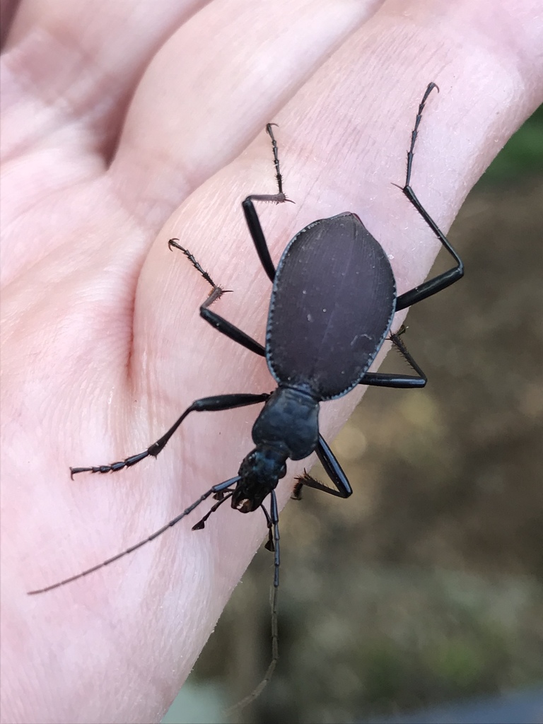 Narrowcollared Snaileating Beetle (Capilano Suspension Bridge Park) · iNaturalist