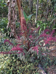 Amaranthus hypochondriacus