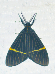 Euchlaenidia transcisa