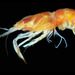 Grooveback Shrimp - Photo 

Eric A. Lazo-Wasem, no known copyright restrictions (public domain)