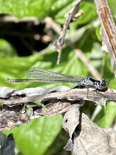 iNaturalist observation photo of Pacific Forktail