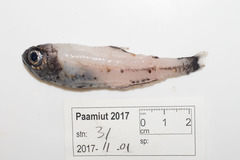 Glacier Lanternfish photo 2