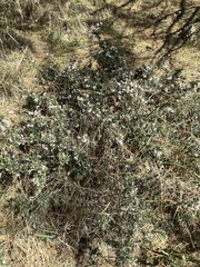 Ceanothus roderickii