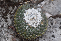 Mammillaria orcuttii