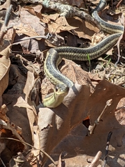 Thamnophis sirtalis
