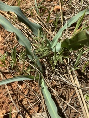 Calystegia stebbinsii