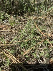 Calystegia stebbinsii