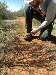 Calystegia stebbinsii