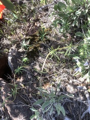 Calystegia stebbinsii