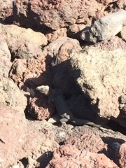 Gallotia stehlini