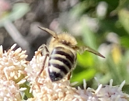 iNaturalist observation photo of Western Honey Bee