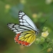 Common Jezebel - Photo (c) Elavarasan M, some rights reserved (CC BY-NC), uploaded by Elavarasan M