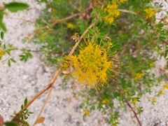Cleomella lutea