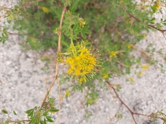 Cleomella lutea