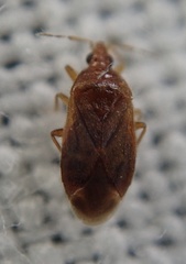 Cardiastethus fasciiventris