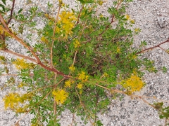 Cleomella lutea