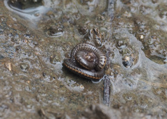 Nanostreptus geayi
