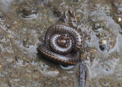Nanostreptus geayi