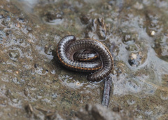 Nanostreptus geayi