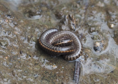 Nanostreptus geayi