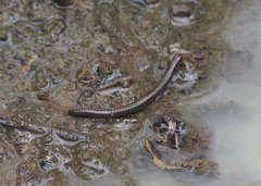 Nanostreptus geayi