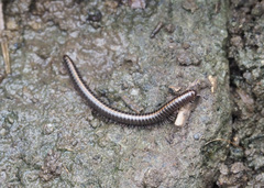 Nanostreptus geayi