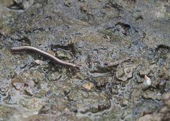 Nanostreptus geayi