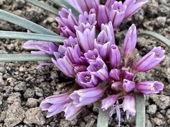 Allium parvum
