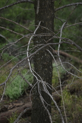 Callitris columellaris